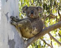 How Much can a Koala Bare?