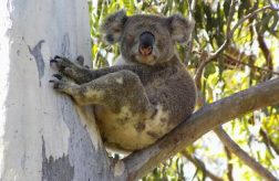 How Much can a Koala Bare?