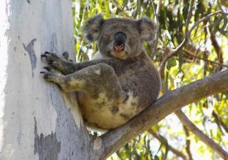 How Much can a Koala Bare?