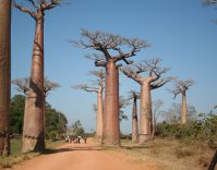 Fire Wood for Cooking.