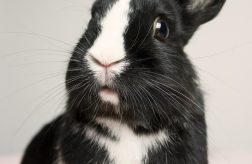 Five Rabbits